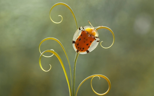 Tortoise beetle on a golden stem