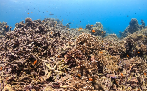 Coral bleaching, Andaman sea